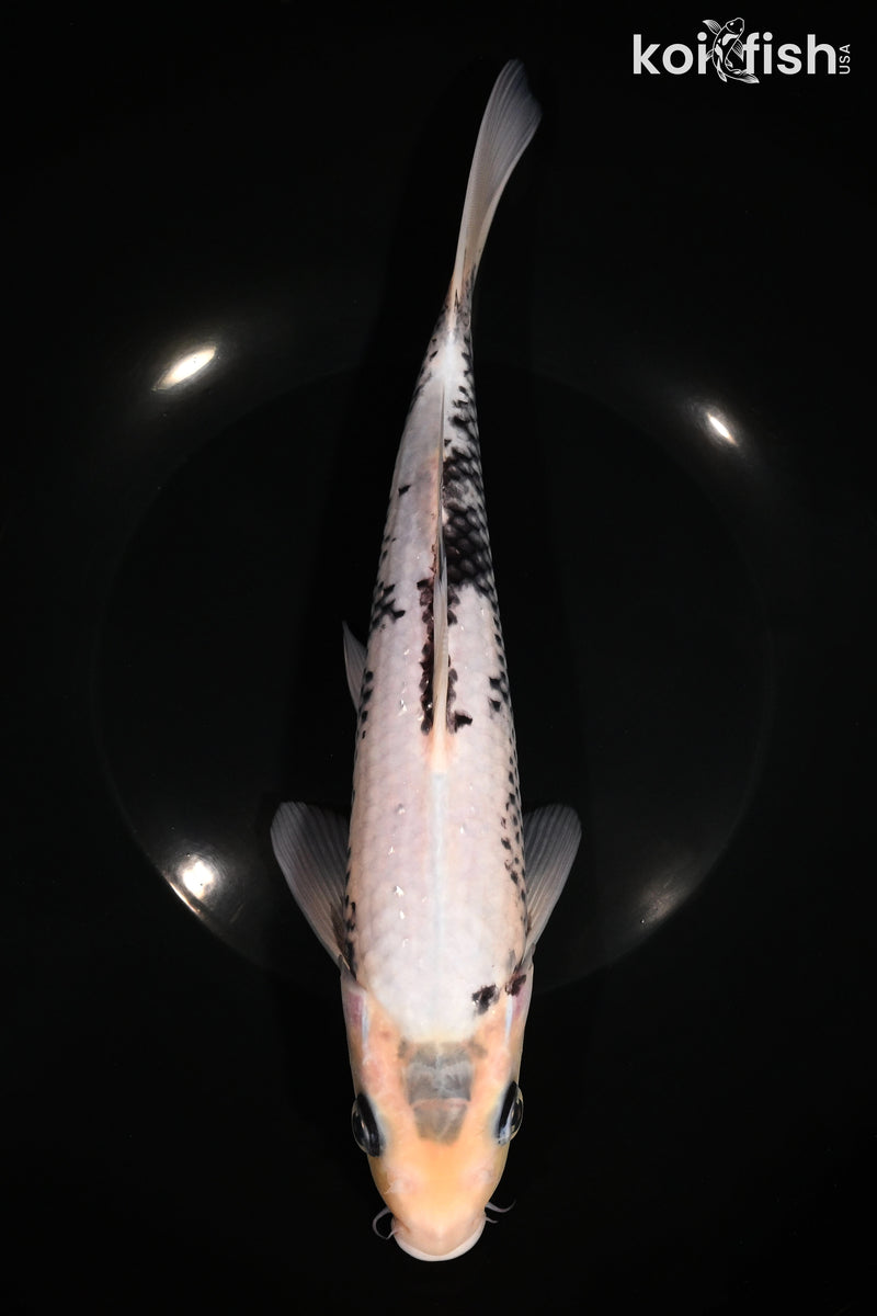10" MATSUKAWABAKE