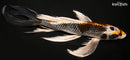 9.25" BENI GINGA BUTTERFLY