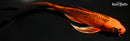 8.25" ORENJI MATSUBA BUTTERFLY