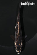 4.75" GINRIN MATSUKAWABAKE
