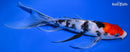 10" SANKE BUTTERFLY