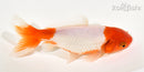 6.25" WAKIN GOLDFISH