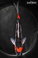 9" GOSHIKI