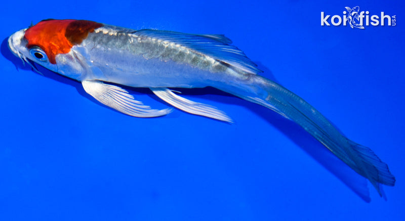 6" BENI KIKOKURYU BUTTERFLY