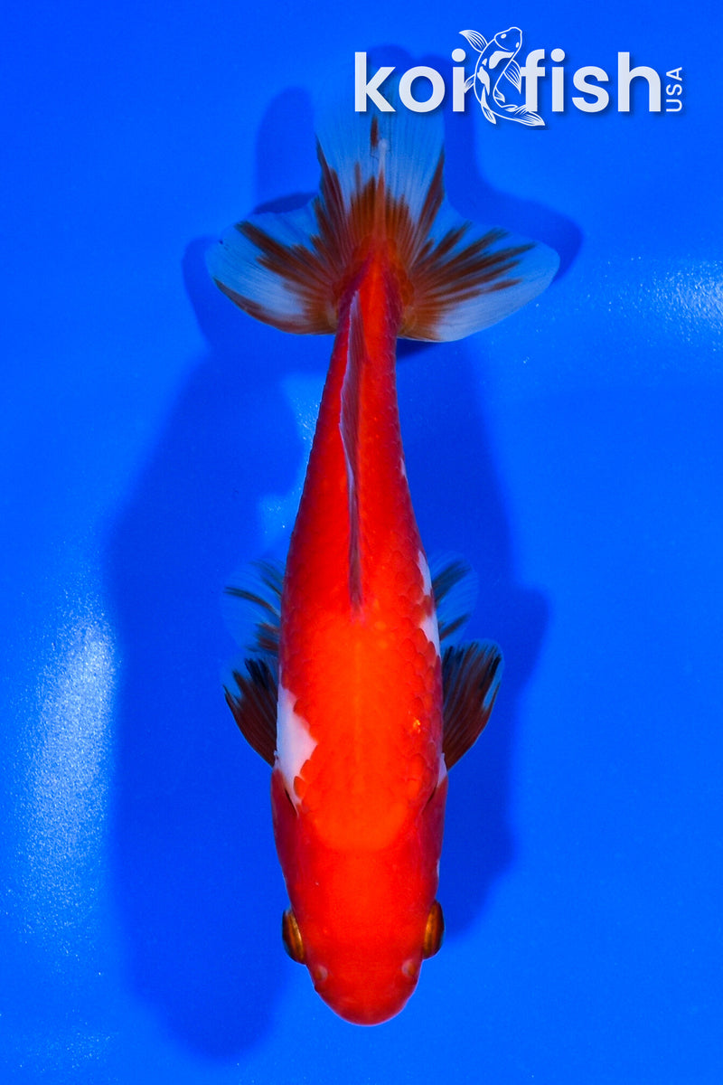 5.5" WAKIN GOLDFISH