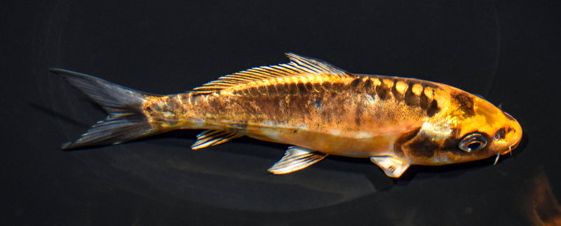 5.75" BENI KIKOKURYU