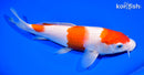 9" KOHAKU