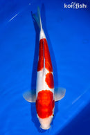 14.75" LEATHER KOHAKU