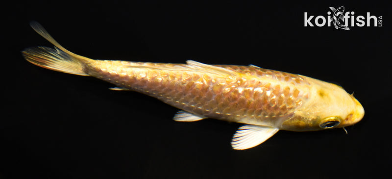 5" GINRIN YAMABUKI OGON