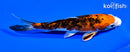 6" YAMATO NISHIKI