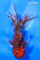 4.75" KIRIN ORANDA GOLDFISH