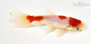 5.75" WAKIN GOLDFISH