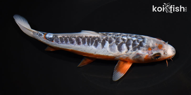 8.25" ARAGOKE SHUSUI
