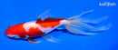 7" SARASA WATONAI GOLDFISH
