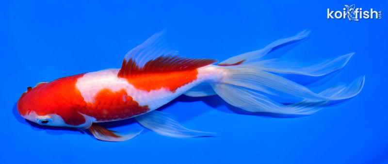 7" SARASA WATONAI GOLDFISH