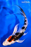 5.75" HEISEI NISHIKI BUTTERFLY