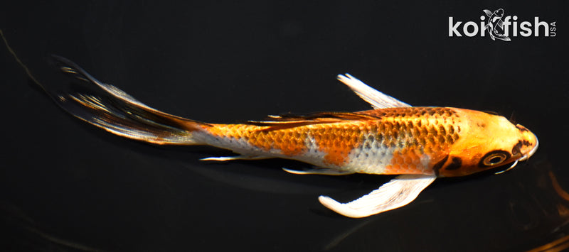 6.75" KUJAKU BUTTERFLY