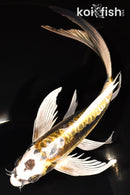 8.25" KIN KIKOKURYU BUTTERFLY