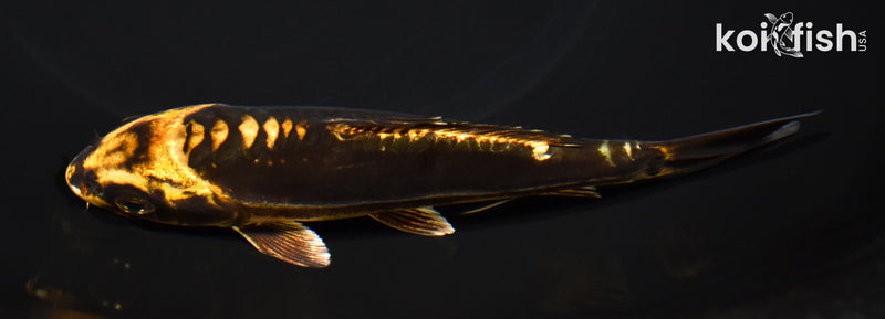 5.5" KIN KIKOKURYU