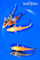 PACK OF (5) 4.25-4.5" STANDARD KOI
