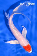6.25" TANCHO HARIWAKE BUTTERFLY
