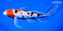 9.5" SANKE BUTTERFLY