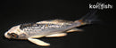 4.25" GINRIN KUJAKU BUTTERFLY