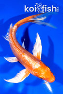 7" KIKUSUI BUTTERFLY
