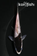 4.25" BUDO GOROMO