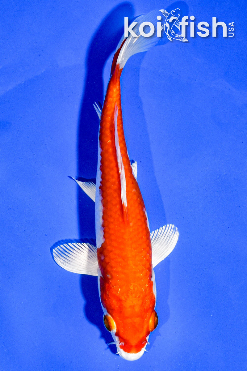 5.5" HARIWAKE