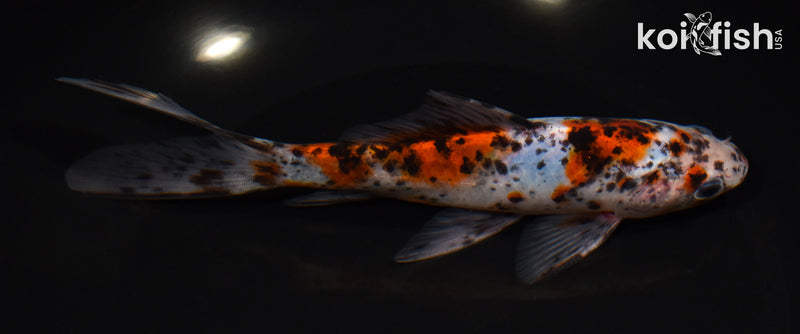 7" SHUBUNKIN GOLDFISH