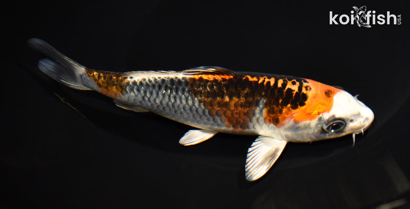 6.75" BENI GINGA