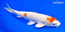 8.25" HARIWAKE