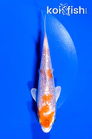 5.25" GINRIN HARIWAKE