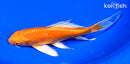 7.25" ORENJI OGON BUTTERFLY