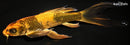 10.5" KIN HI UTSURI BUTTERFLY