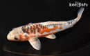 7.75" ARAGOKE HI SHUSUI