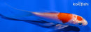 4.5" MARUTEN HARIWAKE BUTTERFLY