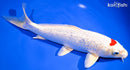 9.75" GINRIN TANCHO HARIWAKE