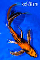 10" KIN HI UTSURI BUTTERFLY