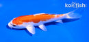 5" KIKUSUI