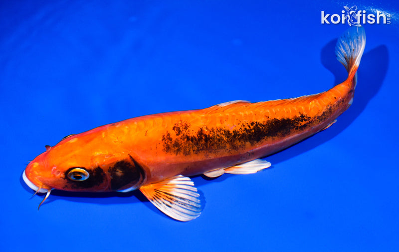 11.25" BENI KIKOKURYU