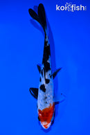 6" DOITSU SANKE