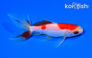 5" SARASA WATONAI GOLDFISH