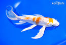 8" GINRIN HARIWAKE BUTTERFLY