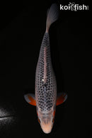 10.5" ASAGI