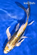 8" KIN KIKOKURYU BUTTERFLY