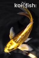 5" GINRIN KI MATSUBA BUTTERFLY