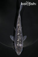 5.25" GINRIN SORAGOI