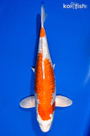 14.75" GINRIN HARIWAKE